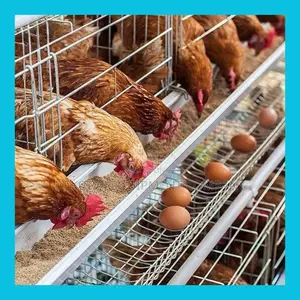 Automati Imported Layer Cage Chickens Capacity