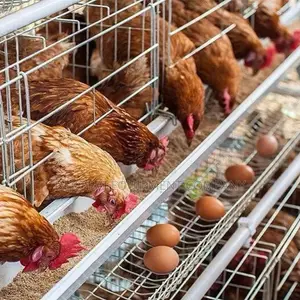 Imported Poultry Layer Cages 500-40,000 Chickens Capacity