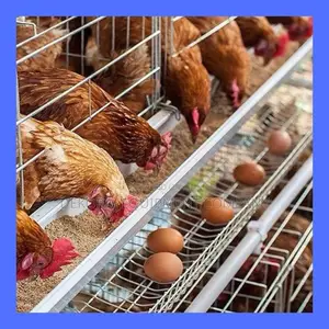 Efficient Imported Poultry Cages For 500-40,000 Chickens