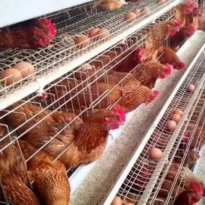 Quality Imported Cages 500-40,000 Chickens 96 Capacity