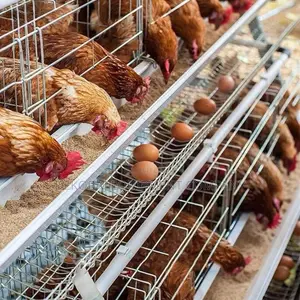 Imported Quality Layer Cages 500-40,000 Chickens Capacity