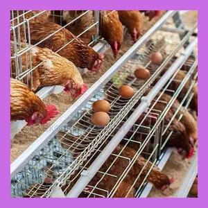 High Capacity Layer Cages: 500-40,000 Chicken Egg Production