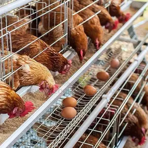 Imported Layer Battery Cages 500-40,000 Chicken Efficienc