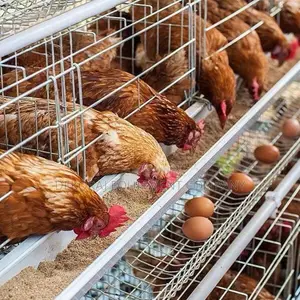 Exceptional Egg Production Layer Cages For 500-40,000birds