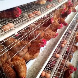 96-layer Cage For Superior Egg Production Results