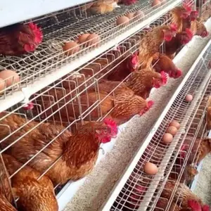96-layer Cage Imported Type ( Egg Production Performance