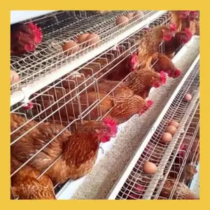 96 Birds Egg Production With Layer Cages 500-40,000 Chicken