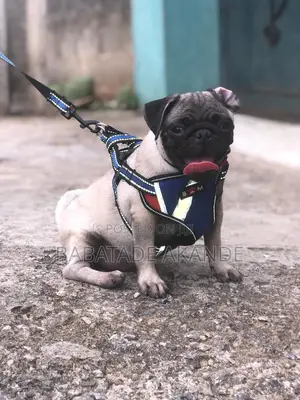 1-3 months Female Purebred Pug