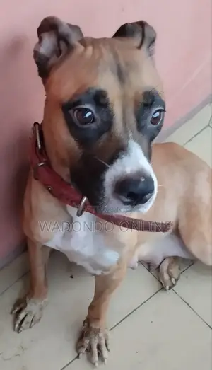 1+ year Female Mixed Breed American Pit Bull Terrier