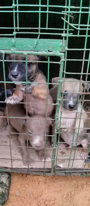 1-3 months Male Mixed Breed American Pit Bull Terrier