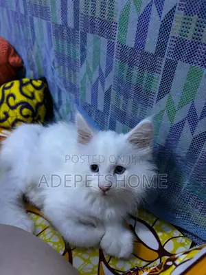 3-6 months Female Purebred Maine Coon