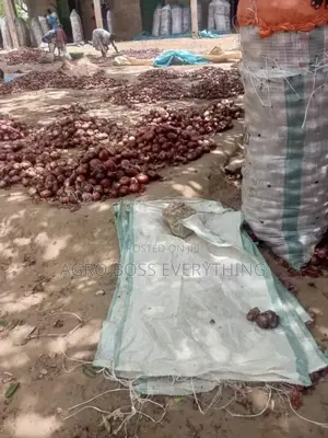 30 Bags of Onion Available for Immediate Delivery
