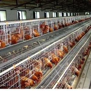 120 Birds Imported Layer Cages For Optimal Egg Production