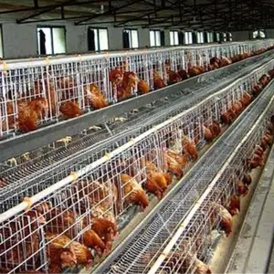 Imported Layer Cages for Optimal Egg Production: 4,000 Birds
