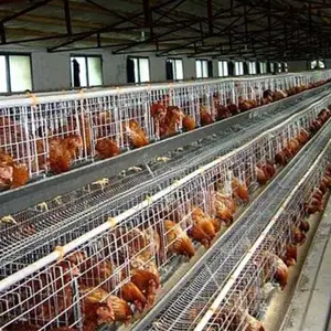 Imported Layer Cages for Optimal Egg Production: 4,500 Birds