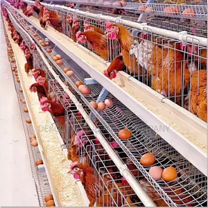 Imported Layer Cages For Optimal Egg Production: 5,000 Birds