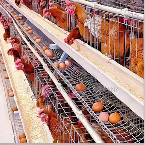 Imported Layer Cages For Optimal Egg Production 6000capacity