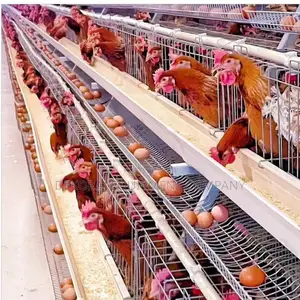 Imported Layer Cages for Optimal Egg Production 10,500 Birds
