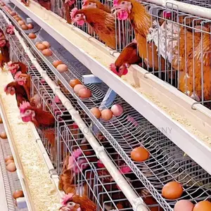 Imported Layer Cages for Optimal Egg Production 96 Birds