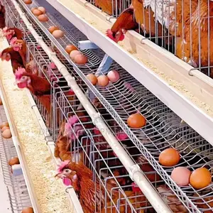 Imported Layer Cages for Optimal Egg Production 12,000 Birds