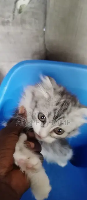 3-6 months Female Purebred Scottish Fold
