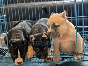 1-3 months Male Purebred American Bully