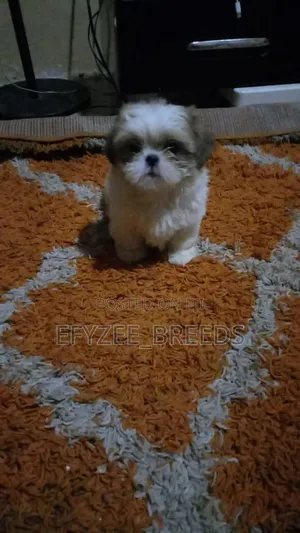 1-3 months Female Purebred Maltese Shih Tzu