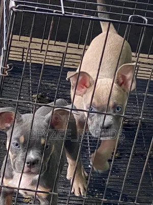 1-3 months Female Purebred American Bully