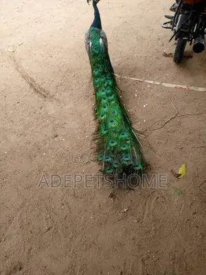Beautiful Male and Female Peacocks