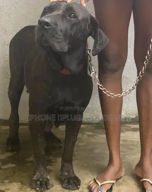 1+ year Female Purebred Boerboel