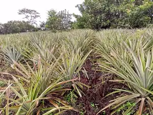 Hybrid Pineapple Suckers