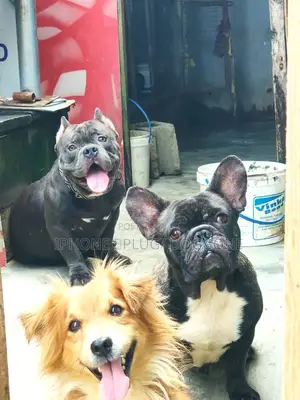 1+ year Female Purebred French Bulldog