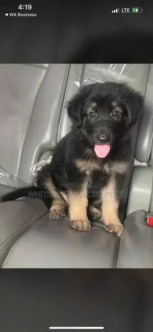 1-3 months Female Purebred German Shepherd
