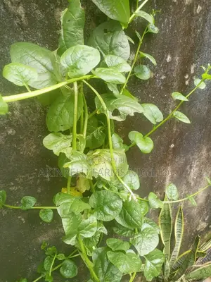 Malabar Spinach/Indian Spinach(Amunututu