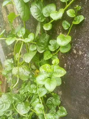 Malabar Spinach/Indian Spinach(Amunututu