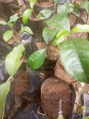Organic BITTER Kola Seedlings