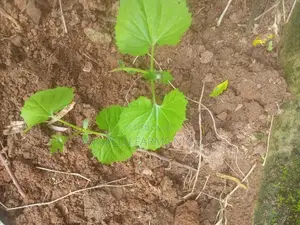 Bitter Gourd Seedlings