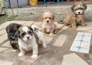 1-3 months Female Purebred Lhasa Apso