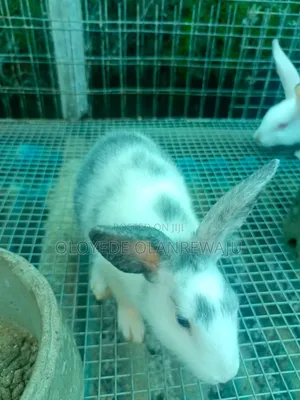 Weaner Rabbits of Different Breeds Available for Sale