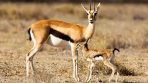 Gazelle (Antelope) and Other Wildlife