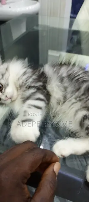 1-3 months Female Purebred Scottish Fold