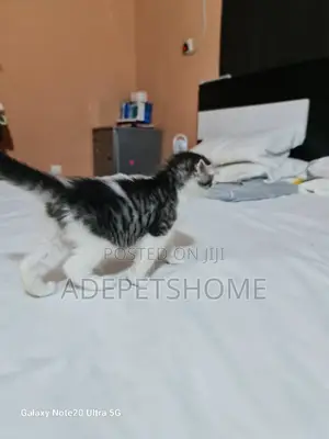 1-3 months Female Purebred Scottish Fold