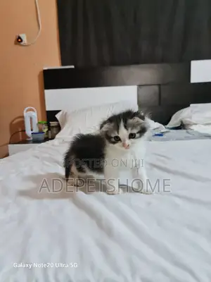 1-3 months Female Purebred Scottish Fold