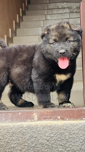 1-3 months Female Purebred Caucasian Shepherd