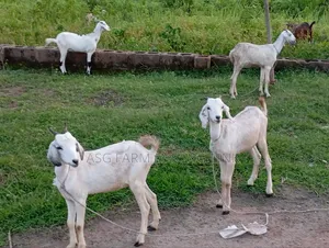 Pure Sahel Goat (Well Quarantine and Vaccinated)