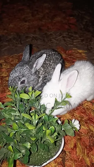 English Rabbit