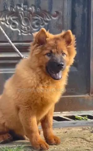 1-3 months Female Purebred Chow Chow