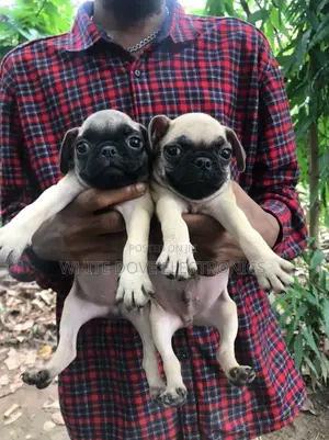 1-3 months Female Purebred Pug