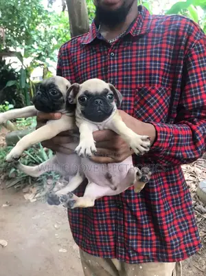 1-3 months Male Purebred Pug