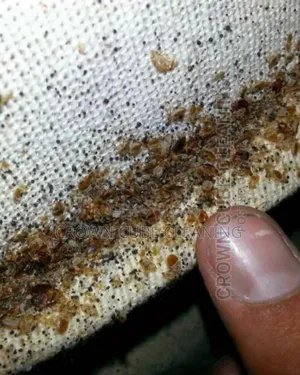 Bugs Fumigation Services /